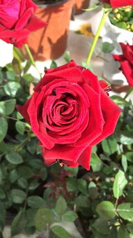 紫辰 沈陽新聞廣播春季花卉日用品展即將開幕 家居用品新風尚