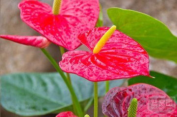 花卉市場中的“國王” 植物學名與數(shù)碼產(chǎn)品的聯(lián)想